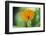 Marigold, Calendula officinalis, blossom, close-up-David & Micha Sheldon-Framed Photographic Print