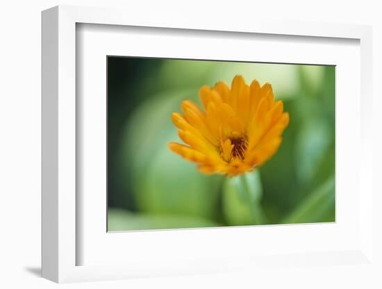 Marigold, Calendula officinalis, blossom, close-up-David & Micha Sheldon-Framed Photographic Print
