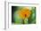 Marigold, Calendula officinalis, blossom, close-up-David & Micha Sheldon-Framed Photographic Print