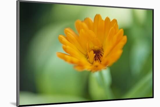 Marigold, Calendula officinalis, blossom, close-up-David & Micha Sheldon-Mounted Photographic Print