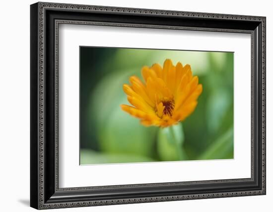 Marigold, Calendula officinalis, blossom, close-up-David & Micha Sheldon-Framed Photographic Print