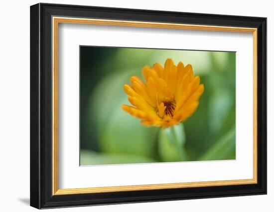 Marigold, Calendula officinalis, blossom, close-up-David & Micha Sheldon-Framed Photographic Print