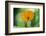 Marigold, Calendula officinalis, blossom, close-up-David & Micha Sheldon-Framed Photographic Print