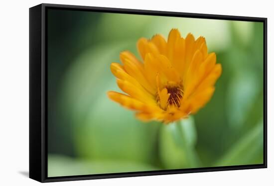 Marigold, Calendula officinalis, blossom, close-up-David & Micha Sheldon-Framed Stretched Canvas