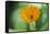Marigold, Calendula officinalis, blossom, close-up-David & Micha Sheldon-Framed Stretched Canvas