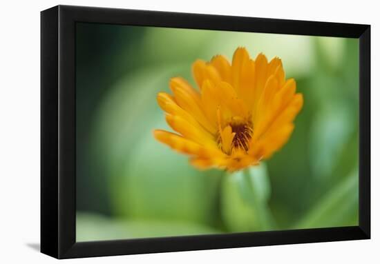 Marigold, Calendula officinalis, blossom, close-up-David & Micha Sheldon-Framed Premier Image Canvas