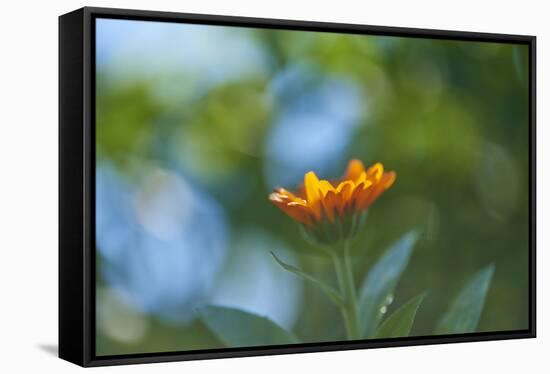 Marigold, Calendula officinalis, blossom, close-up-David & Micha Sheldon-Framed Stretched Canvas