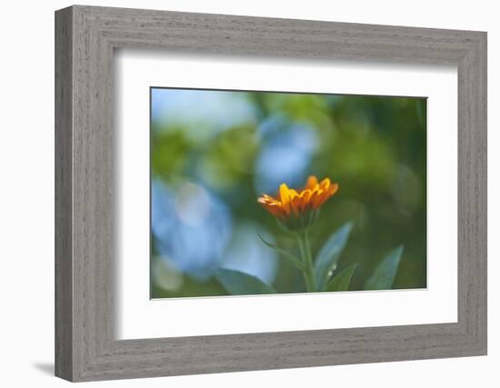 Marigold, Calendula officinalis, blossom, close-up-David & Micha Sheldon-Framed Photographic Print