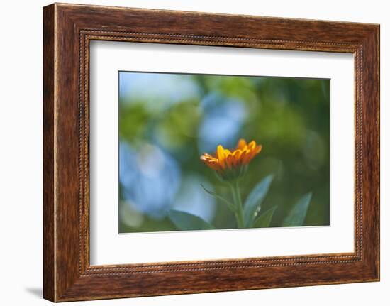 Marigold, Calendula officinalis, blossom, close-up-David & Micha Sheldon-Framed Photographic Print