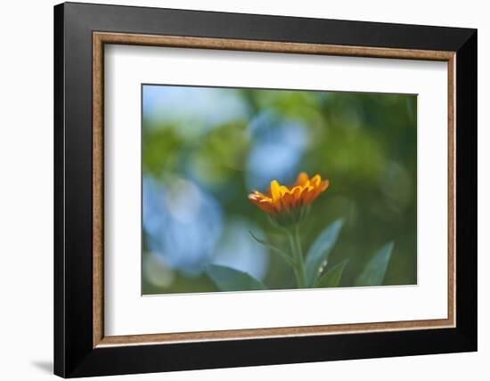 Marigold, Calendula officinalis, blossom, close-up-David & Micha Sheldon-Framed Photographic Print