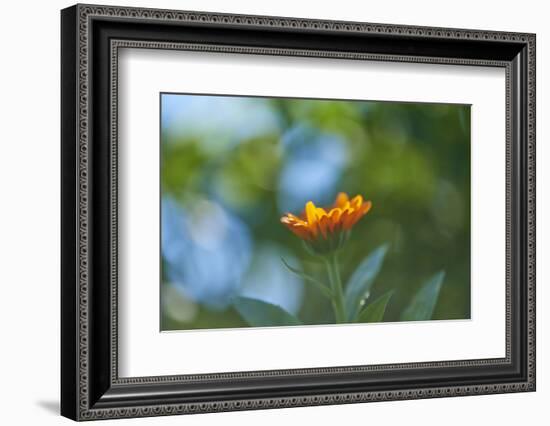 Marigold, Calendula officinalis, blossom, close-up-David & Micha Sheldon-Framed Photographic Print