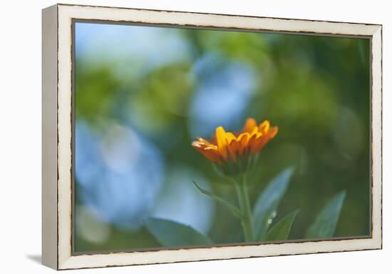 Marigold, Calendula officinalis, blossom, close-up-David & Micha Sheldon-Framed Premier Image Canvas