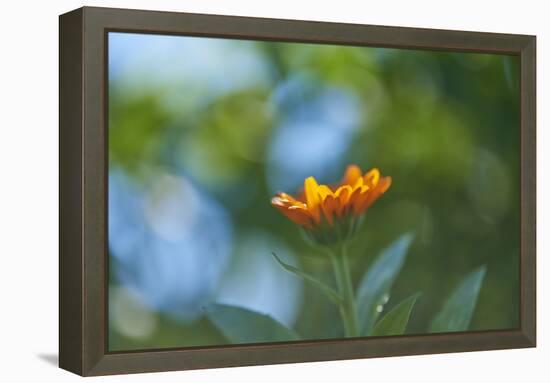 Marigold, Calendula officinalis, blossom, close-up-David & Micha Sheldon-Framed Premier Image Canvas