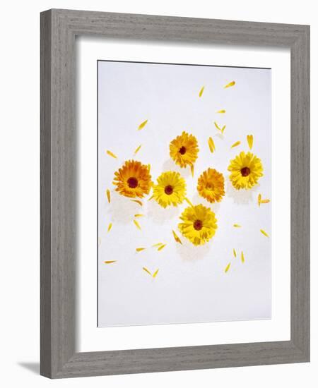 Marigold, Calendula Officinalis, Blossoms, Petals, Orange, Still Life-Axel Killian-Framed Photographic Print