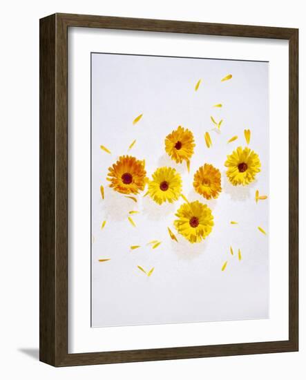 Marigold, Calendula Officinalis, Blossoms, Petals, Orange, Still Life-Axel Killian-Framed Photographic Print