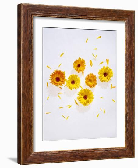 Marigold, Calendula Officinalis, Blossoms, Petals, Orange, Still Life-Axel Killian-Framed Photographic Print