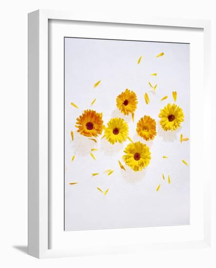 Marigold, Calendula Officinalis, Blossoms, Petals, Orange, Still Life-Axel Killian-Framed Photographic Print