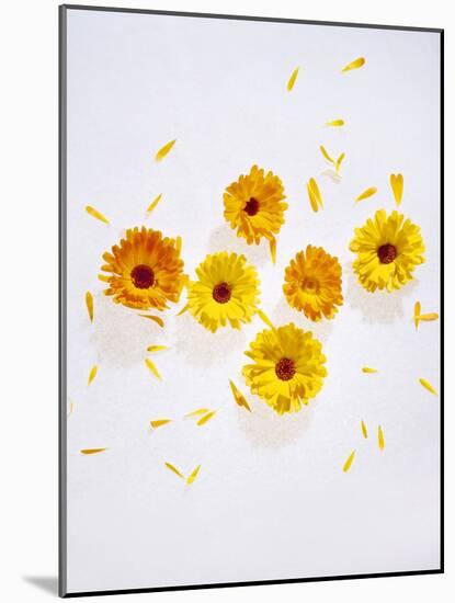 Marigold, Calendula Officinalis, Blossoms, Petals, Orange, Still Life-Axel Killian-Mounted Photographic Print