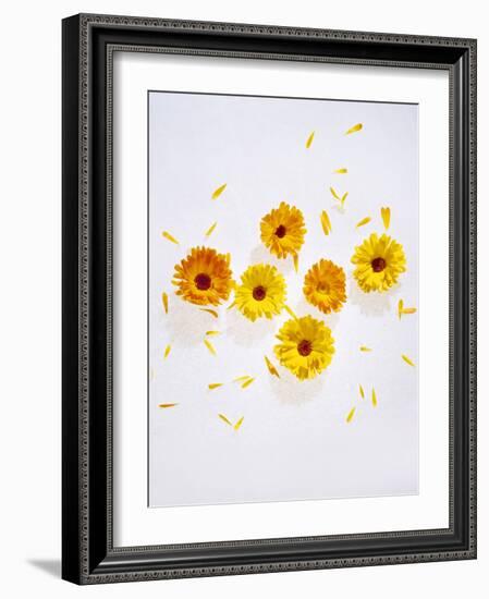 Marigold, Calendula Officinalis, Blossoms, Petals, Orange, Still Life-Axel Killian-Framed Photographic Print