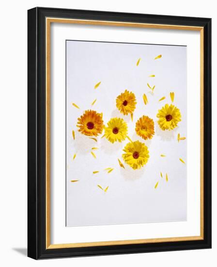 Marigold, Calendula Officinalis, Blossoms, Petals, Orange, Still Life-Axel Killian-Framed Photographic Print