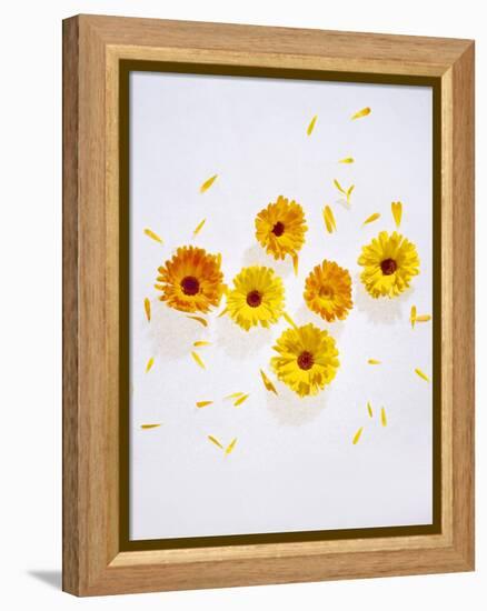 Marigold, Calendula Officinalis, Blossoms, Petals, Orange, Still Life-Axel Killian-Framed Premier Image Canvas