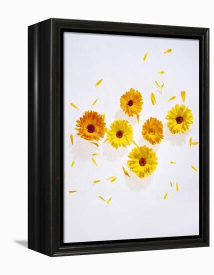 Marigold, Calendula Officinalis, Blossoms, Petals, Orange, Still Life-Axel Killian-Framed Premier Image Canvas