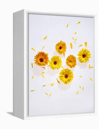 Marigold, Calendula Officinalis, Blossoms, Petals, Orange, Still Life-Axel Killian-Framed Premier Image Canvas