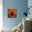 Marigold (Calendula Officinalis)-Cristina-Framed Premier Image Canvas displayed on a wall