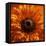 Marigold (Calendula Officinalis)-Cristina-Framed Premier Image Canvas