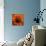 Marigold (Calendula Officinalis)-Cristina-Premium Photographic Print displayed on a wall