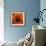 Marigold (Calendula Officinalis)-Cristina-Framed Premium Photographic Print displayed on a wall