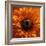 Marigold (Calendula Officinalis)-Cristina-Framed Premium Photographic Print