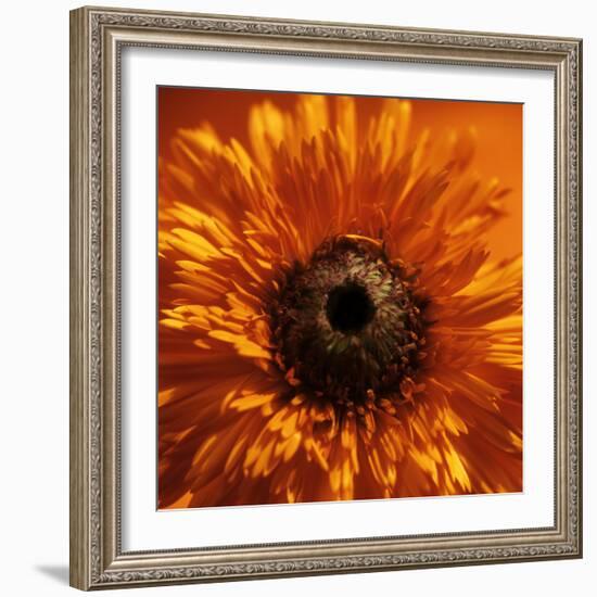 Marigold (Calendula Officinalis)-Cristina-Framed Premium Photographic Print