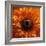 Marigold (Calendula Officinalis)-Cristina-Framed Premium Photographic Print
