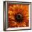 Marigold (Calendula Officinalis)-Cristina-Framed Premium Photographic Print