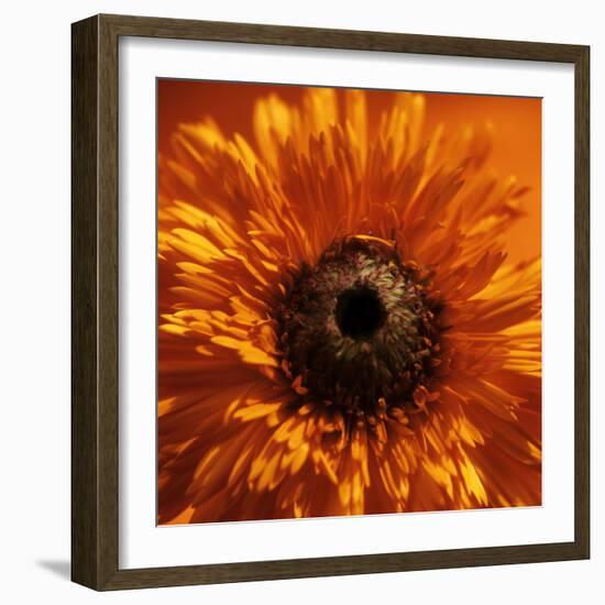 Marigold (Calendula Officinalis)-Cristina-Framed Premium Photographic Print