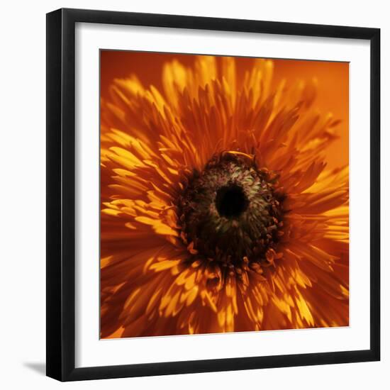 Marigold (Calendula Officinalis)-Cristina-Framed Premium Photographic Print