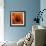 Marigold (Calendula Officinalis)-Cristina-Framed Premium Photographic Print displayed on a wall