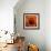 Marigold (Calendula Officinalis)-Cristina-Framed Premium Photographic Print displayed on a wall