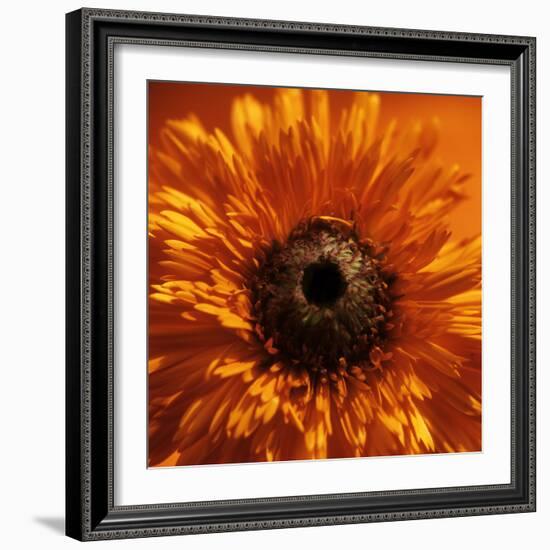 Marigold (Calendula Officinalis)-Cristina-Framed Premium Photographic Print