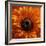 Marigold (Calendula Officinalis)-Cristina-Framed Premium Photographic Print