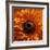 Marigold (Calendula Officinalis)-Cristina-Framed Photographic Print