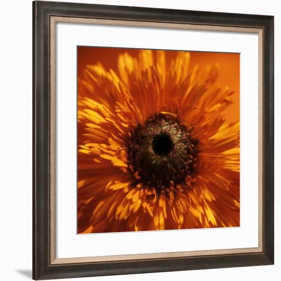 Marigold (Calendula Officinalis)-Cristina-Framed Photographic Print