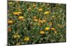 Marigold (Calendula Officinalis)-Adrian Thomas-Mounted Photographic Print
