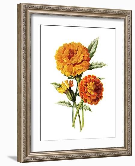 Marigold Flower-Jasmine Woods-Framed Art Print