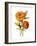 Marigold Flower-Jasmine Woods-Framed Art Print