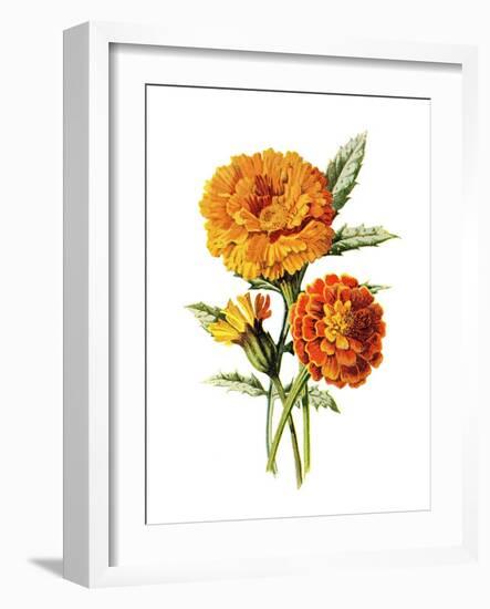 Marigold Flower-Jasmine Woods-Framed Art Print