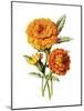 Marigold Flower-Jasmine Woods-Mounted Art Print