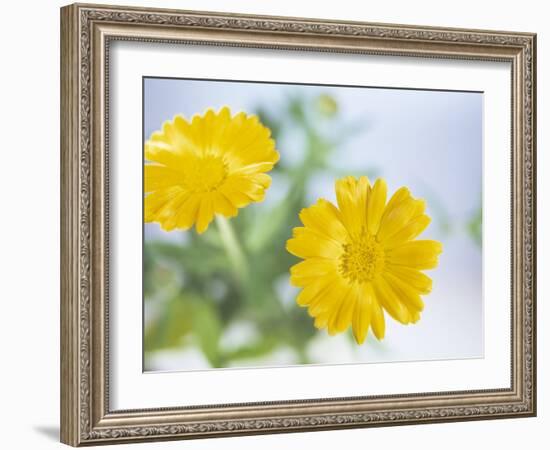 Marigold Flowers-Lawrence Lawry-Framed Photographic Print