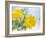 Marigold Flowers-Lawrence Lawry-Framed Photographic Print